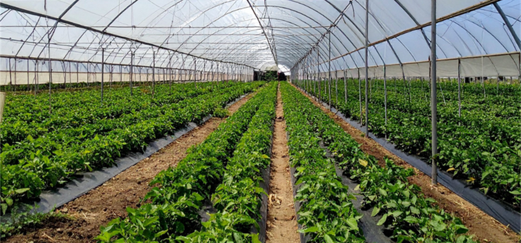 Bakanımız Sayın İbrahim Yumaklı Duyurdu: Zonguldak Çaycuma Sera OTB'de Üretim Başladı