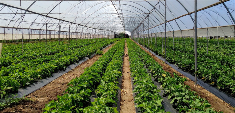Bakanımız Sayın İbrahim Yumaklı Duyurdu: Zonguldak Çaycuma Sera OTB'de Üretim Başladı