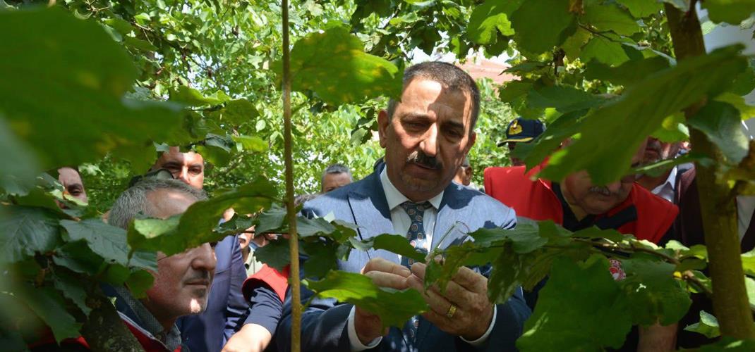 Kahverengi Kokarca ile Biyolojik Mücadelede Samuray Arısı Doğaya Salındı