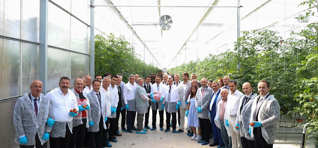 ️İlk Domates Hasadı