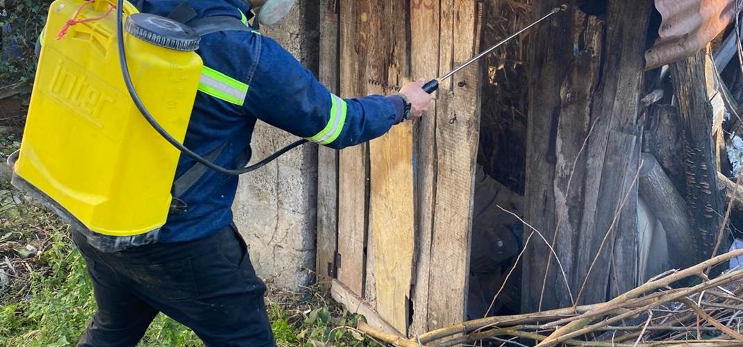 Kahverengi Kokarca ile Mücadele Çalışmaları Devam Ediyor